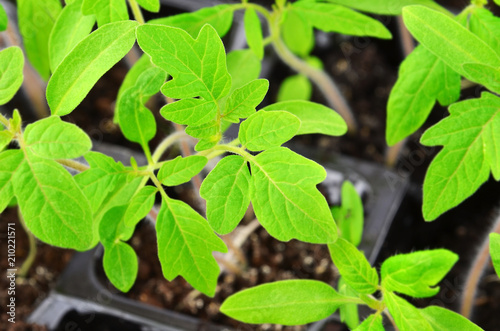 Wallpaper Mural Green tomato seedling Torontodigital.ca