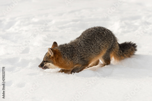 Grey Fox (Urocyon cinereoargenteus) Crouches in Snow © hkuchera