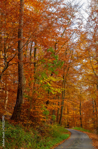 Straße durch den farbigen Herbstwald