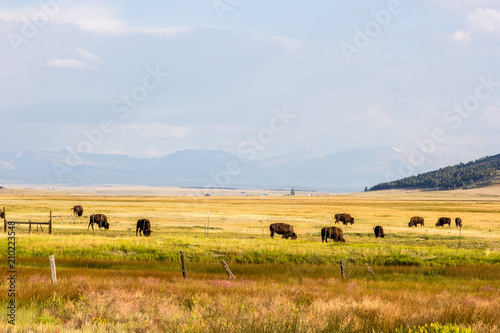 Bison Grazing In A Golden Meadow Outside Montrose Colorado