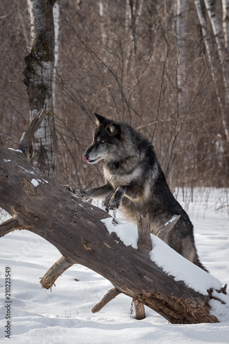 Black Phase Grey Wolf (Canis lupus) Steps Up on Log