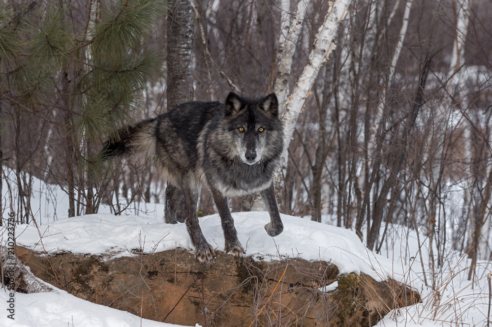 Naklejka premium Black Phase Grey Wolf (Canis lupus) Starts to Jump Off Rock