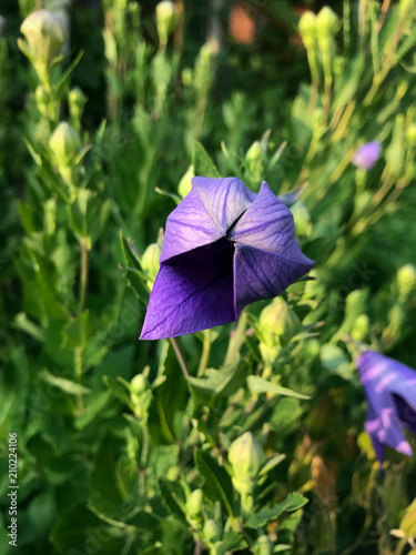 beautiful flowers bloom in the garden photo