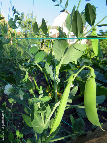 pea blossoms in summer