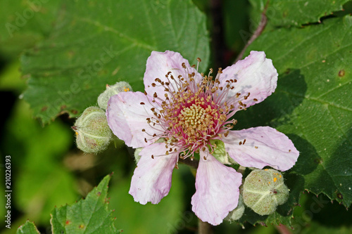 fiore di rovo (Rubus bifrons) photo