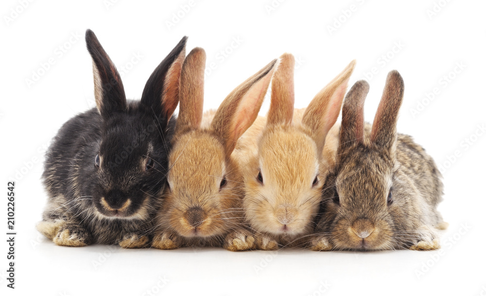 Fototapeta premium Four small rabbits.