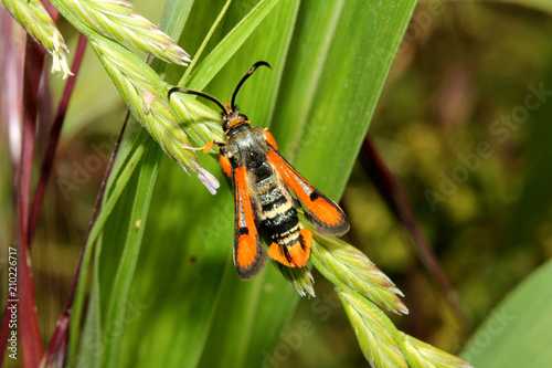 strana farfallina dall'aspetto di una vespa (Pyropteron chrysidiformis)