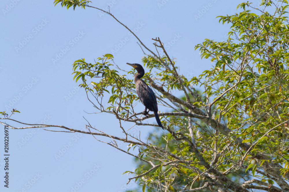 Neotropic cormorant on the nature in Pantanal, Brazil Neotropic cormorant on the nature in Pantanal, Brazil