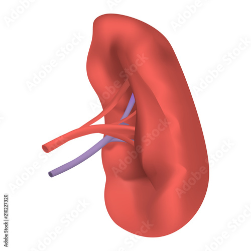 Spleen milt mockup. Realistic illustration of spleen milt vector mockup for web design isolated on white background photo