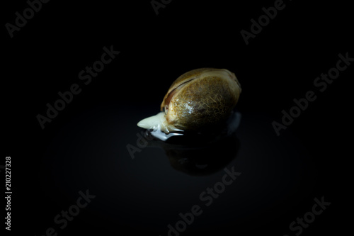 Slika na platnu Wet Cannabis seed macro view - germintaion of cannabis seeds, sprouting