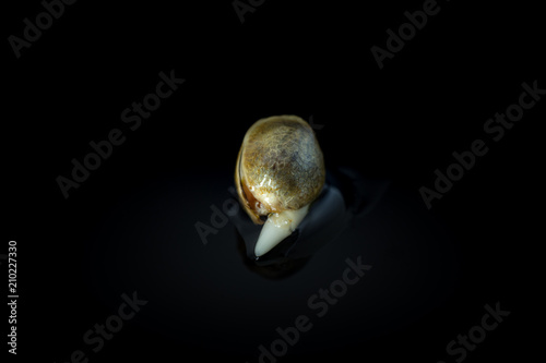 Foto Wet Cannabis seed macro view - germintaion of cannabis seeds, sprouting