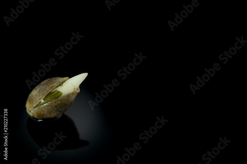 Foto Wet Cannabis seed macro view - germintaion of cannabis seeds, sprouting