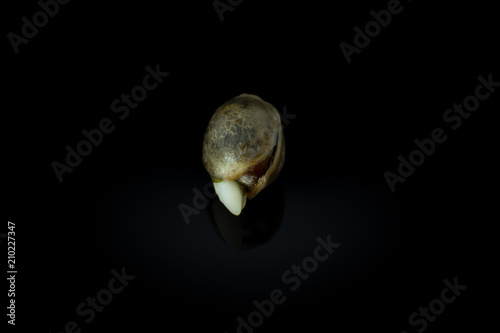 Wet Cannabis seed macro view - germintaion of cannabis seeds, sprouting.