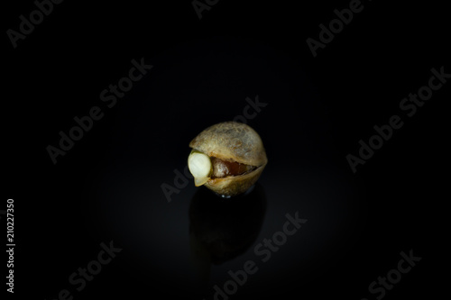 Slika na platnu Wet Cannabis seed macro view - germintaion of cannabis seeds, sprouting