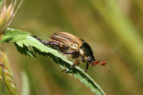 piccolo scarabeide dai colori metallici (Mimela junii)