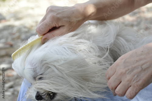 Closeup view of combing of the white Maltese dog
