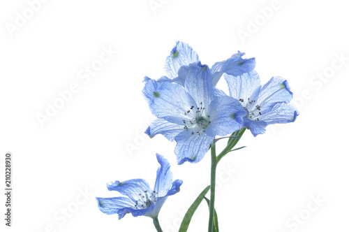 flowers of delphinium on a white background