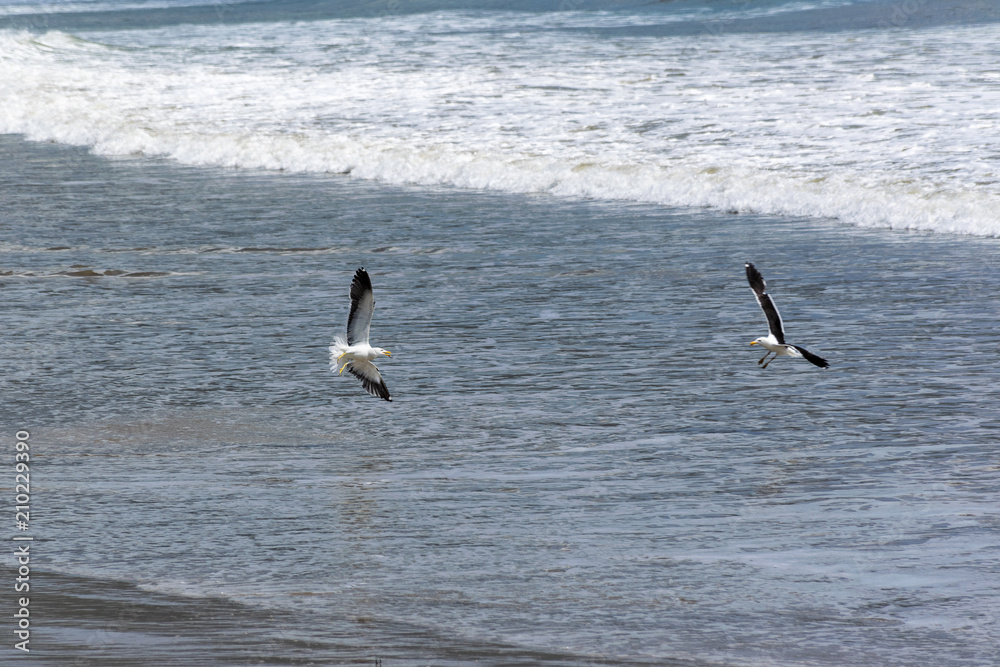 Seagulls playing over the sea