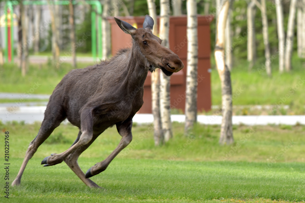 Young Alaska Bull Moose (Alces alces gigas) Young Alaska Bull Moose (Alces alces gigas)