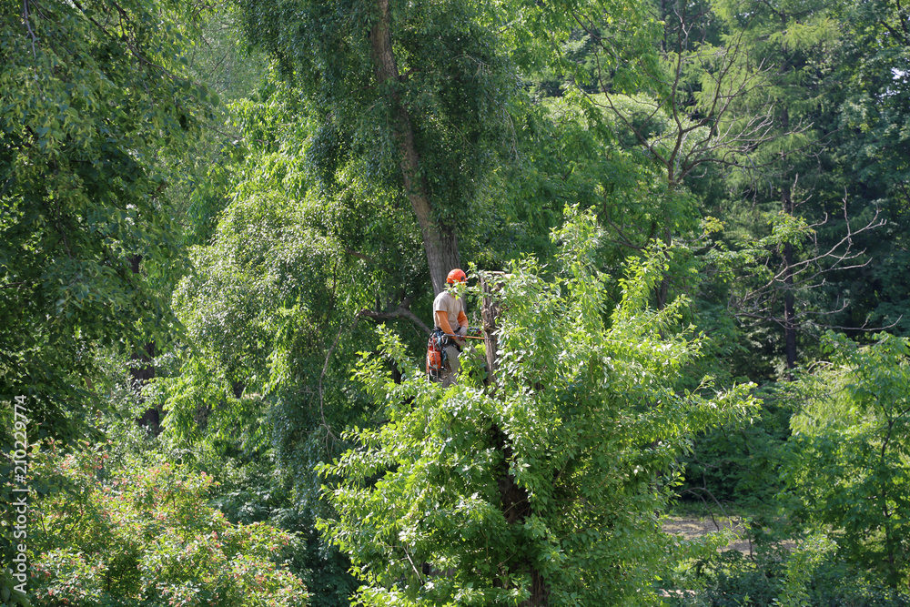 Obraz premium A man is sawing a chainsaw of a tree trunk in a summer park 