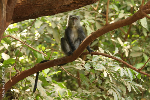 Lone Monkey
