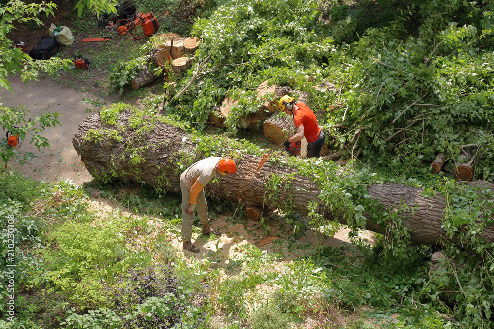 A man is sawing a chainsaw of a tree trunk in a summer park
A man is sawing a chainsaw of a tree trunk in a summer park