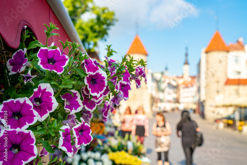 Beautiful flowers in the middle of Tallinns old town.