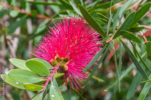 Schmalblättriger Zylinderputzer , Callistemon rigidus, nach einem Regenschauer