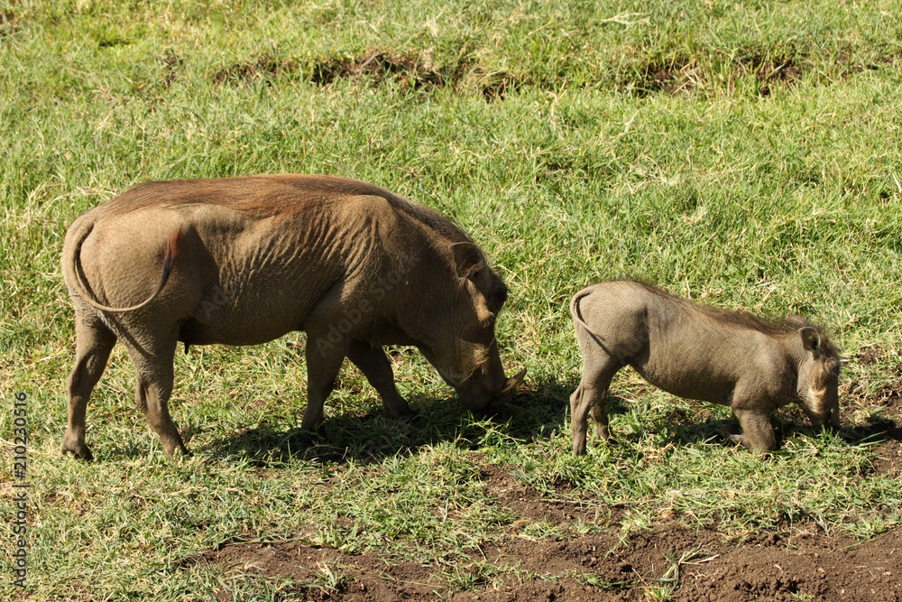 Warthogs in Ngoro Ngoro Crater Warthogs in Ngoro Ngoro Crater