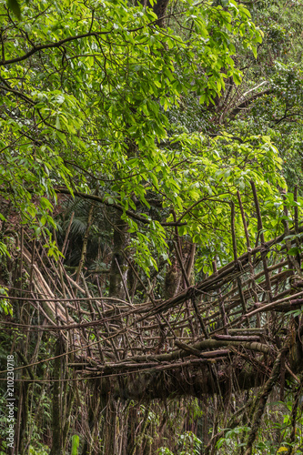 Living roots bridge near Nongriat village, Cherrapunjee, Meghalaya, India. This bridge is formed by training tree roots over years to knit together. photo