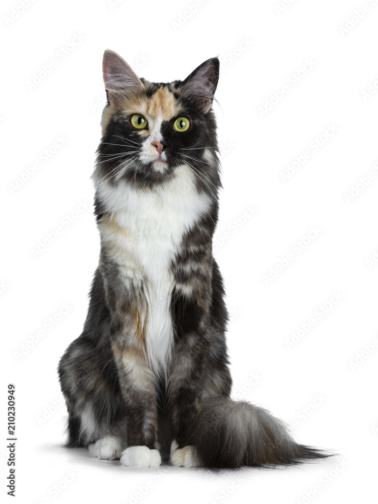 Beautiful black smoke tortie Maine Coon cat girlsitting straight up isolated on white background looking straight in lens
