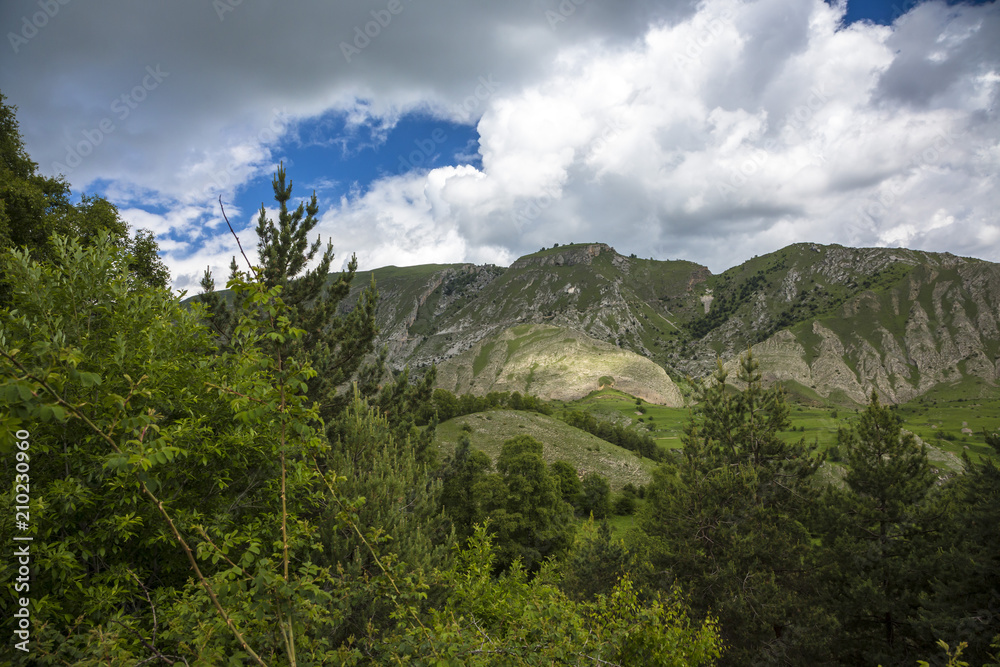 Горный пейзаж, деревья, лес в живописном ущелье, природа Северного Кавказа
