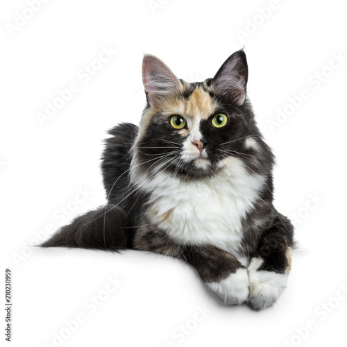 Beautiful black smoke tortie Maine Coon cat girl laying isolated on white background with two paws over edge and looking straight in lens