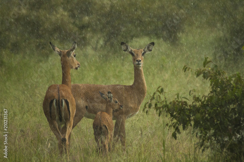 Family of Impalas in the Rain