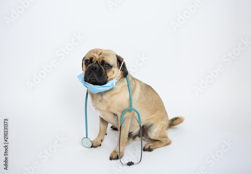 Cute pug dog being a doctor wearing a stethoscope and face mask. 