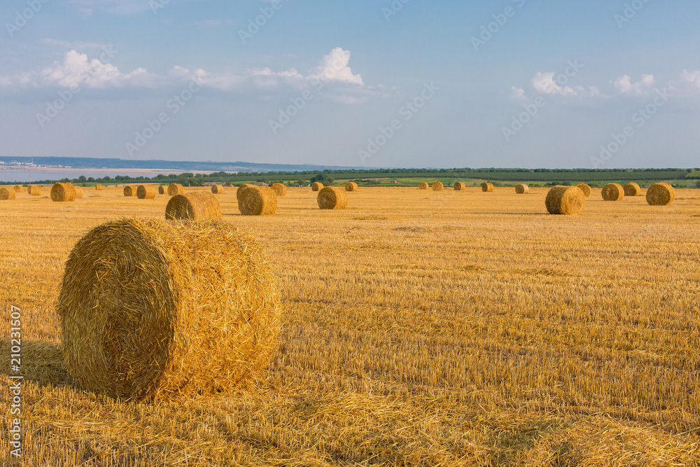 Field after harvest, Big round bales of straw