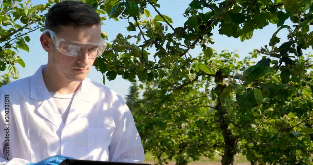 A young handsome (male) biologist or agronomist, working in a tablet, wearing a white coat, wearing goggles, wearing blue rubber gloves, walks across the apple tree, the background of nature and green A young handsome (male) biologist or agronomist, working in a tablet, wearing a white coat, wearing goggles, wearing blue rubber gloves, walks across the apple tree, the background of nature and green