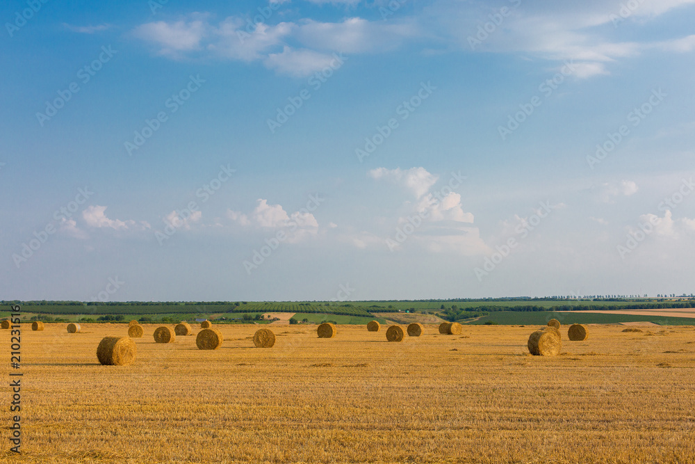 Fototapeta premium Field after harvest, Big round bales of straw