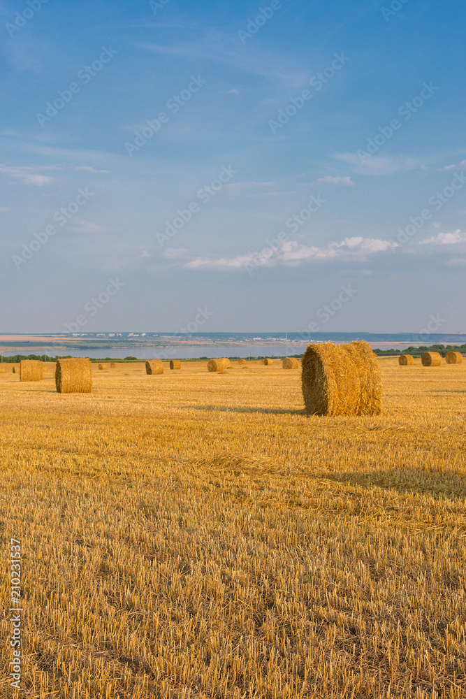 Fototapeta premium Field after harvest, Big round bales of straw