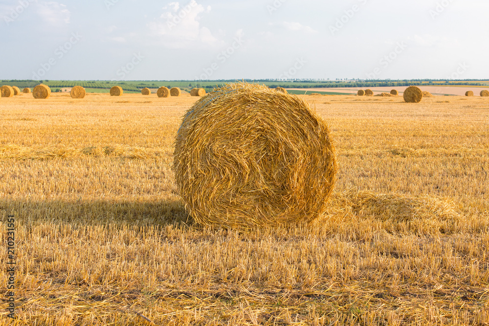 Field after harvest, Big round bales of straw Field after harvest, Big round bales of straw