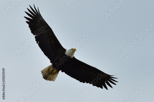 The American bald eagle (Haliaeetus leucocephalus) is the only eagle unique to North America.