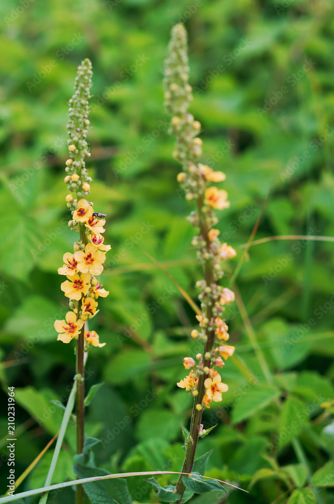 Field yellow elongated flower. Meadow flower melilot. Field yellow elongated flower. Meadow flower melilot.