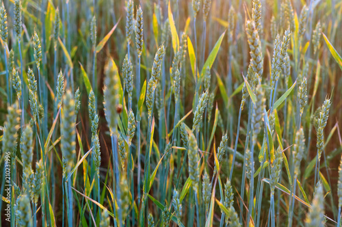 Wheat ears in the field. Wheat ears in the sun.