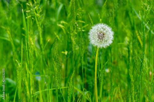 Single dandelion in a green meadow