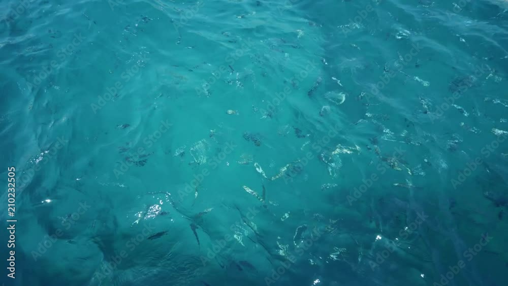 Water surface at sea with fish, in UHD resolution Water surface at sea with fish, in UHD resolution