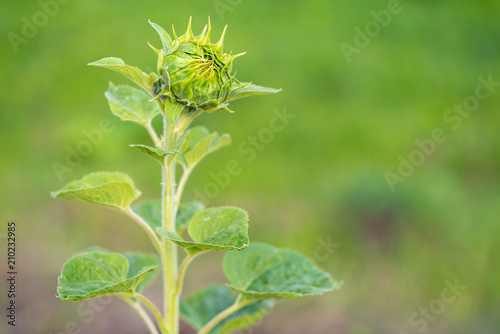 Young non unfolded sunflower on the field, maturation