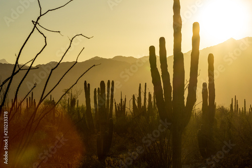 A Golden Sunset In A Giant Cactus Forest In Baja Mexico