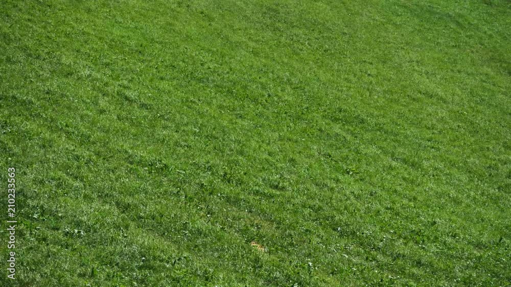 Meadow in summer, top shot, in UHD resolution Meadow in summer, top shot, in UHD resolution