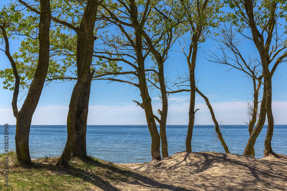 Big trees growing on the sandy dune of the Baltic sea.