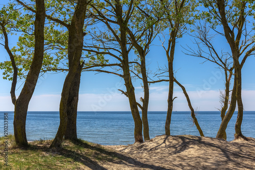 Fototapeta Naklejka Na Ścianę i Meble -  Big trees growing on the sandy dune of the Baltic sea.